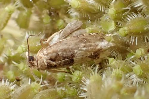 Réf. 348 316 : Crocidosema plebejana